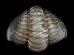 Enrolled Flexicalymene Trilobite From Ohio #10864-1